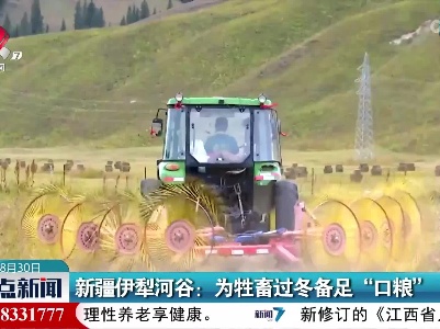 新疆伊犁河谷：为牲畜过冬备足“口粮”