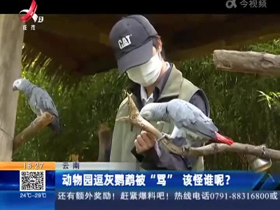 云南：动物园逗灰鹦鹉被“骂” 该怪谁呢？