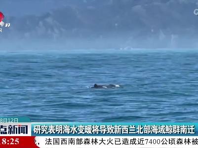 研究表明海水变暖将导致新西兰北部海域鲸群南迁