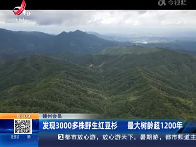 赣州会昌：发现3000多株野生红豆杉 最大树龄超1200年