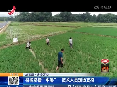 【战高温】吉安万安：柑橘脐橙“中暑” 技术人员现场支招