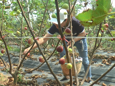 新余市仙女湖畔的无花果迎来采摘季