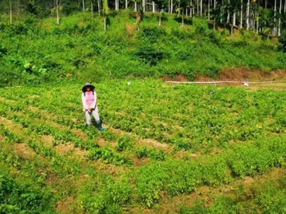 江西浮梁：荒地变菜地 共享经济赋能乡村振兴