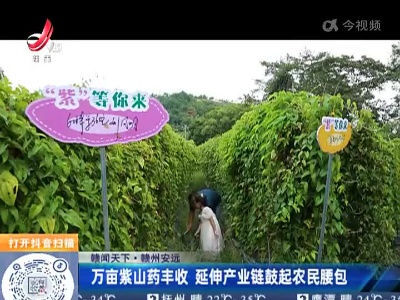 【赣闻天下】赣州安远：万亩紫山药丰收 延伸产业链鼓起农民腰包