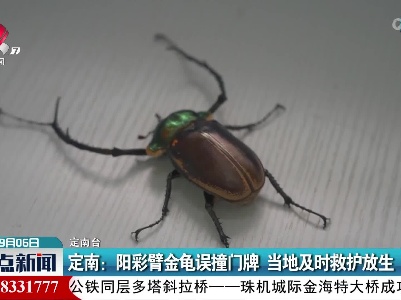 定南：阳彩臂金龟误撞门牌 当地及时救护放生