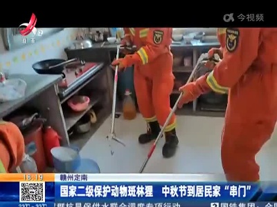 赣州定南：国家二级保护动物斑林狸 中秋节到居民家“串门”