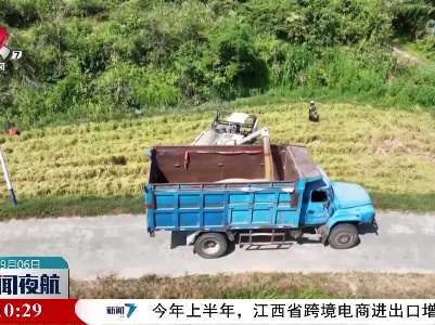 分宜：三万亩再生稻喜获丰收
