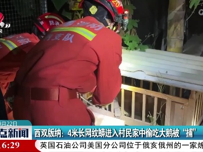西双版纳：4米长网纹蟒进入村民家中偷吃大鹅被“捕”