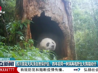 四川美姑大风顶自然保护区：四年后同一树洞再现野生大熊猫幼仔