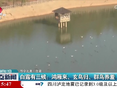 【节令之美·白露】白露有三候：鸿雁来、玄鸟归、群鸟养羞