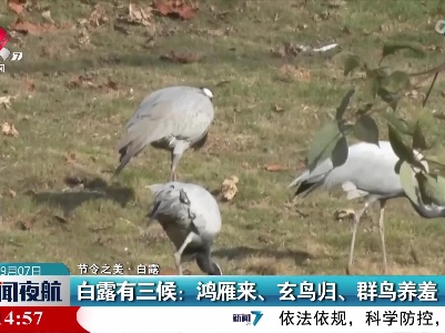 【节令之美·白露】白露有三候：鸿雁来、玄鸟归、群鸟养羞