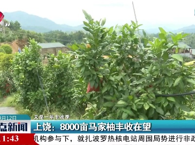 【又是一年丰收季】上饶：8000亩马家柚丰收在望
