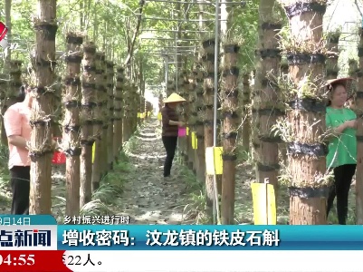 【乡村振兴进行时】增收密码：汶龙镇的铁皮石斛