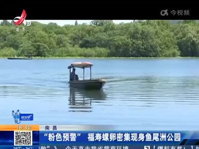 南昌：“粉色预警” 福寿螺卵密集现身鱼尾洲公园