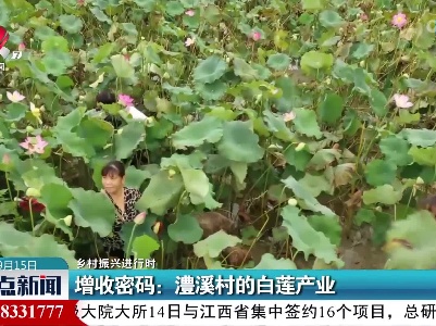 【乡村振兴进行时】增收密码：澧溪村的白莲产业