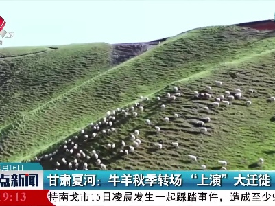 甘肃夏河：牛羊秋季转场 “上演”大迁徙