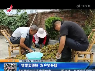【丰收江西】赣州寻乌：锥栗卖得好 农户笑开颜