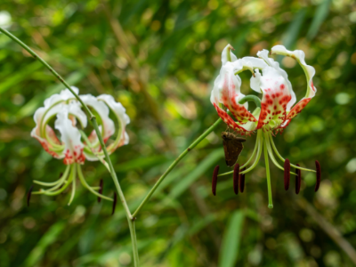 江西武夷山自然保护区车盘保护管理站拍摄到药百合罕见开花盛景