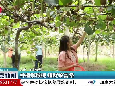 【又是一年丰收季】种植猕猴桃 铺就致富路