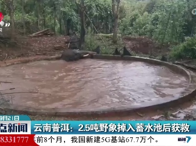 云南普洱：2.5吨野象掉入蓄水池后获救