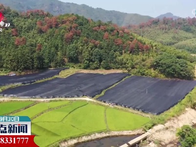 【乡村振兴进行时】六渡民族村的“致富伞”