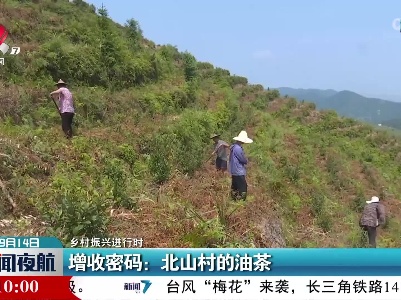 【乡村振兴进行时】增收密码：北山村的油茶