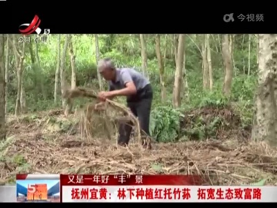 【又是一年好“丰”景】抚州宜黄：林下种植红托竹荪 拓宽生态致富路