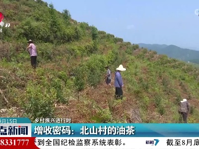 【乡村振兴进行时】增收密码：北山村的油茶