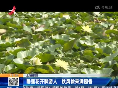 上饶鄱阳：睡莲花开醉游人 秋风徐来满园香