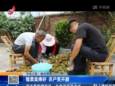 【丰收江西】赣州寻乌：锥栗卖得好 农户笑开颜