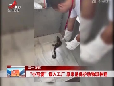 赣州龙南：“小可爱”误入工厂 原来是保护动物斑林狸
