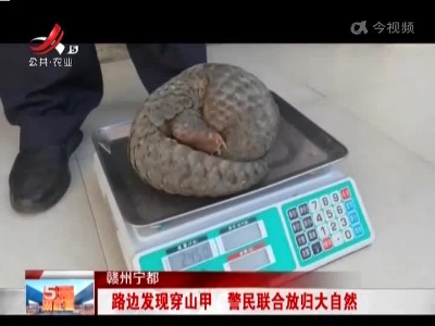 赣州宁都：路边发现穿山甲 警民联合放归大自然