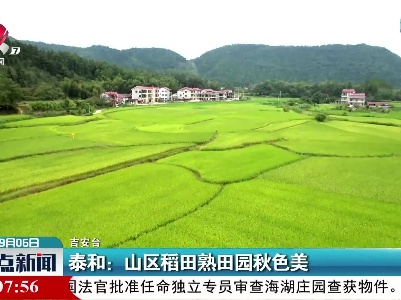 泰和：山区稻田熟田园秋色美
