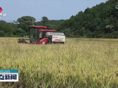 【又是一年丰收季】新干：保面积优服务 水稻收割如火如荼