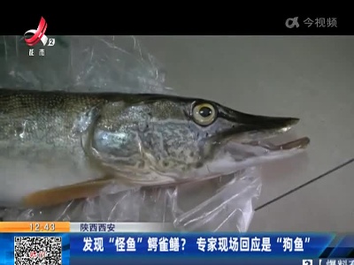 陕西西安：发现“怪鱼”鳄雀鳝？ 专家现场回应是“狗鱼”