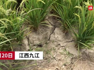 彭泽太平关乡：百余亩受旱稻田喝上了“解渴水”