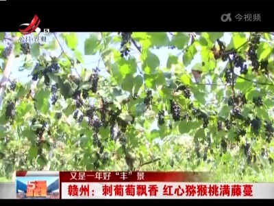 【又是一年好“丰”景】赣州：刺葡萄飘香 红心猕猴桃满藤蔓