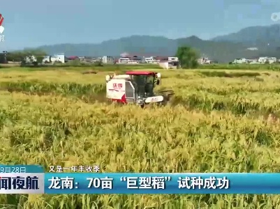 【又是一年丰收季】龙南：70亩“巨型稻”试种成功