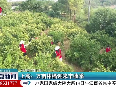 【乡村振兴进行时】上高：万亩柑橘迎来丰收季