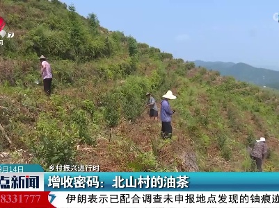 【乡村振兴进行时】增收密码：北山村的油茶