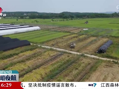 【乡村振兴进行时】吉安：大鹏水稻再迎丰收 菌稻轮作二次增效