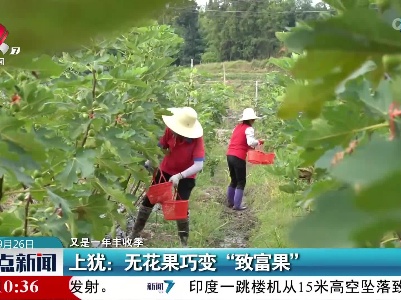 【又是一年丰收季】上犹：无花果巧变“致富果”