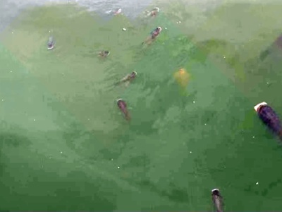 吉安：水体缺氧 庐陵生态湖出现大量“浮头鱼”