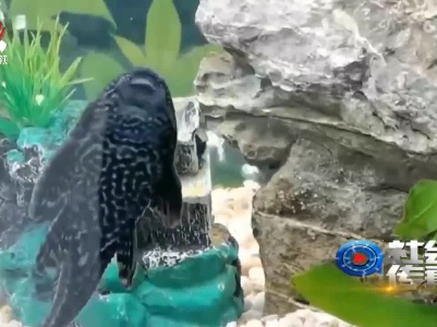 社会传真20220919 警惕“异宠”背后物种入侵