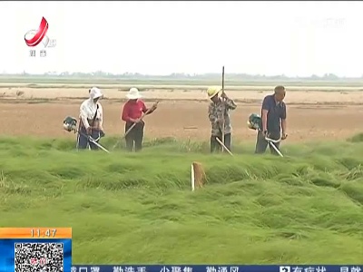 鄱阳湖保护区：开展首批苔草刈割 保障雁类“口粮”