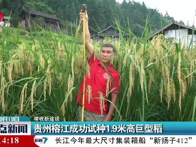 【增收新途径】贵州榕江成功试种1.9米高巨型稻