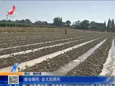 南昌：扬子洲蔬菜基地 菜农趁“秋凉”种菜忙