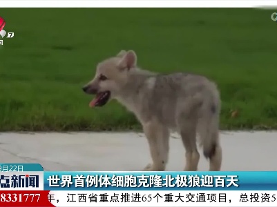 世界首例体细胞克隆北极狼迎百天