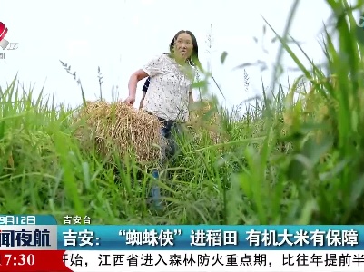 吉安：“蜘蛛侠”进稻田 有机大米有保障