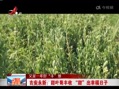 【又是一年好“丰”景】吉安永新：甜叶菊丰收 “甜” 出幸福日子